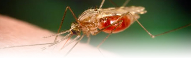 malaria